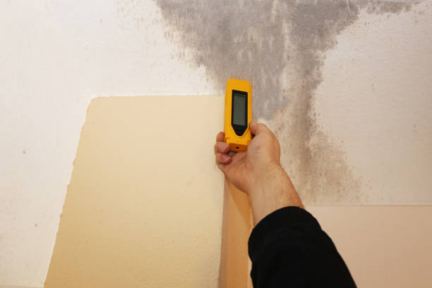 Best Attic Mold Removal  in Hudson, MI