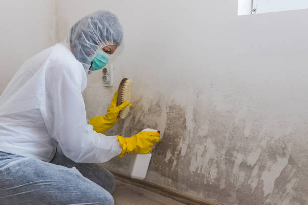 Best Mold Removal for HVAC Installations  in Hudson, MI