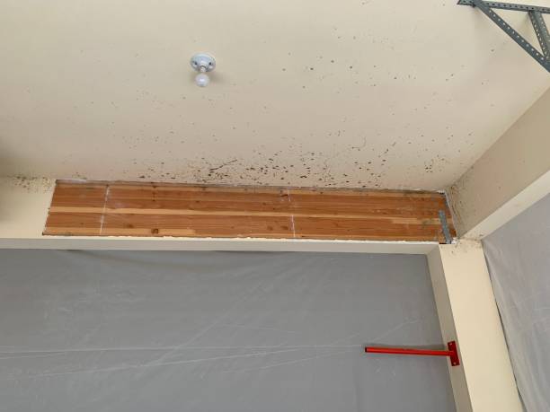  Hudson, MI Mold Removal Pros