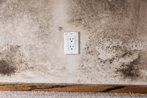 Hudson, MI Mold Removal Pros